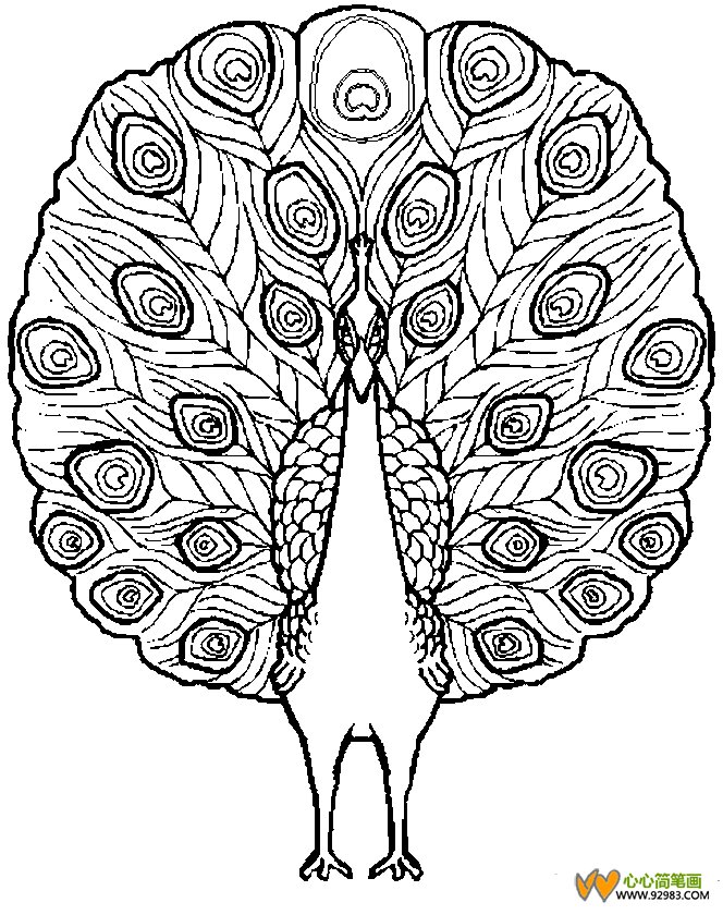 孔雀开屏简笔画