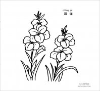 菖蒲简笔画