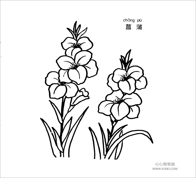 菖蒲简笔画