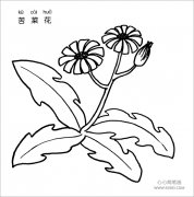 苦菜花简笔画