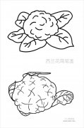 西兰花简笔画