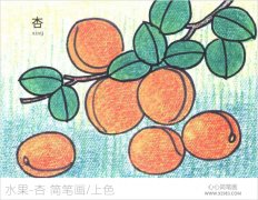 杏简笔画