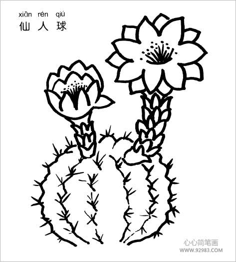 仙人球简笔画