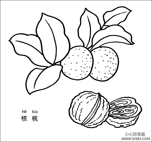 核桃简笔画