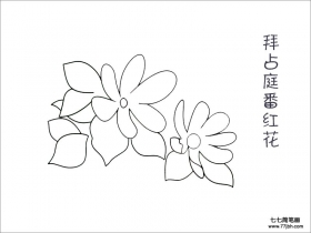 拜占庭番红花简笔画