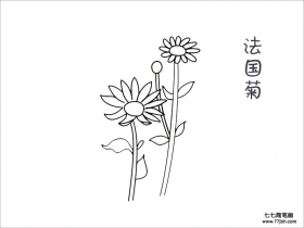 菊花图片大全简笔画图片